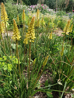 Kniphofia
