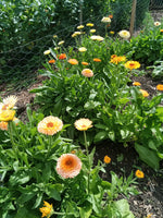 Calendula