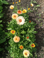 Calendula