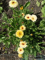 Calendula
