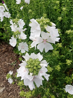 Mallow White