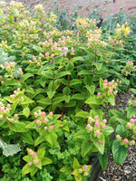 Hypericum 'Miracle Summer'