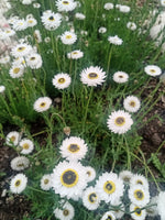 Helipterum roseum 'Pierrot'