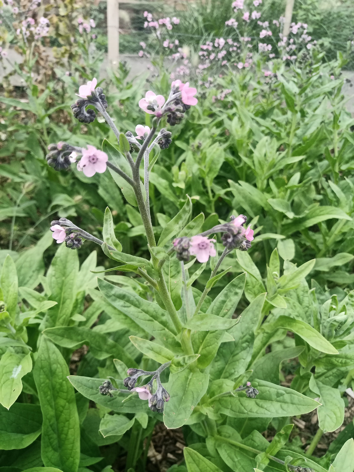 Chinese Forget-Me-Not Pink & Blue