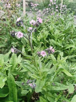Chinese Forget-Me-Not Pink & Blue