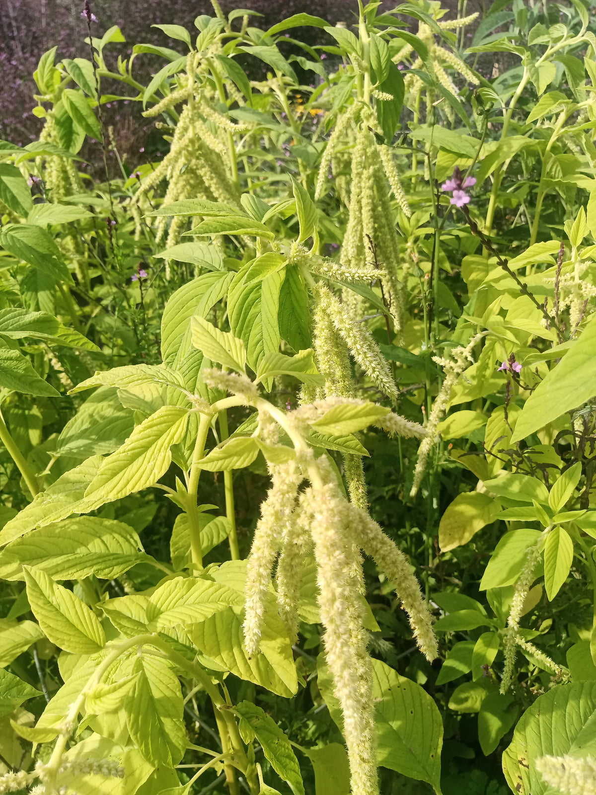 Amaranthus - in variety