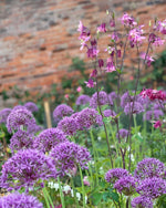Allium - In Variety