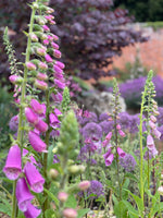 Foxgloves