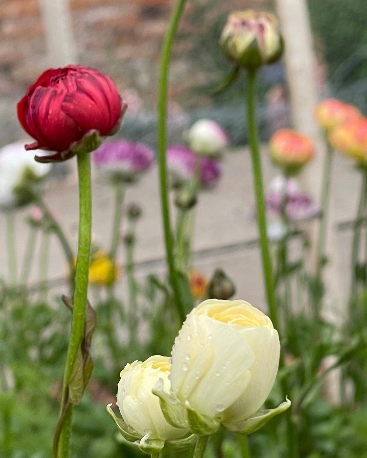 Ranunculus