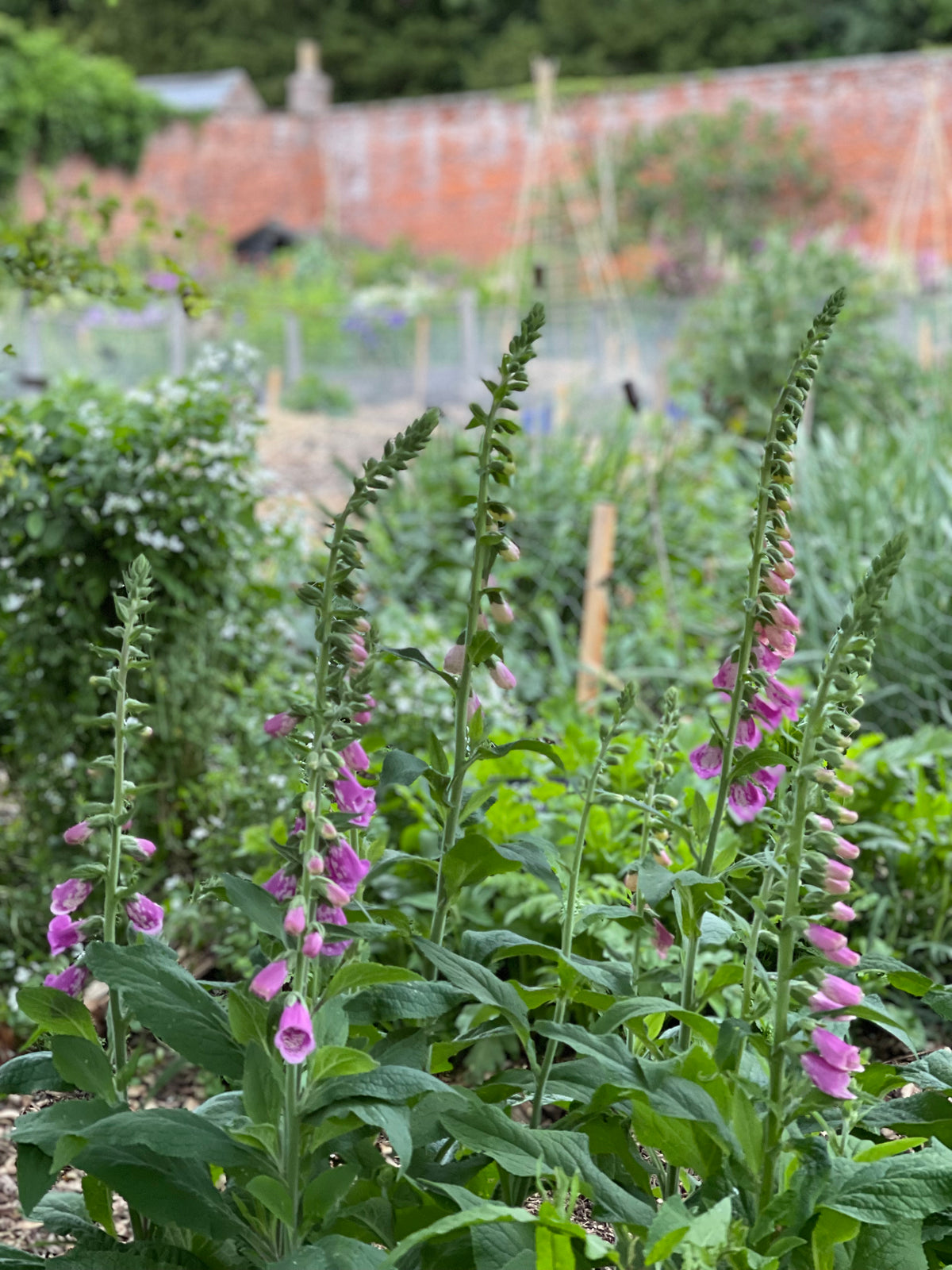 Foxgloves