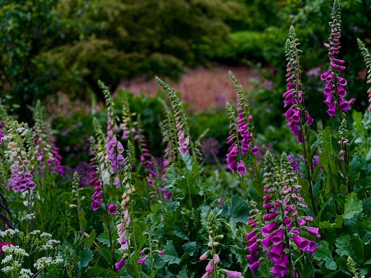Foxgloves