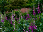 Foxgloves