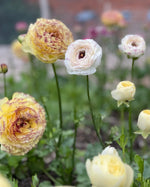 Ranunculus