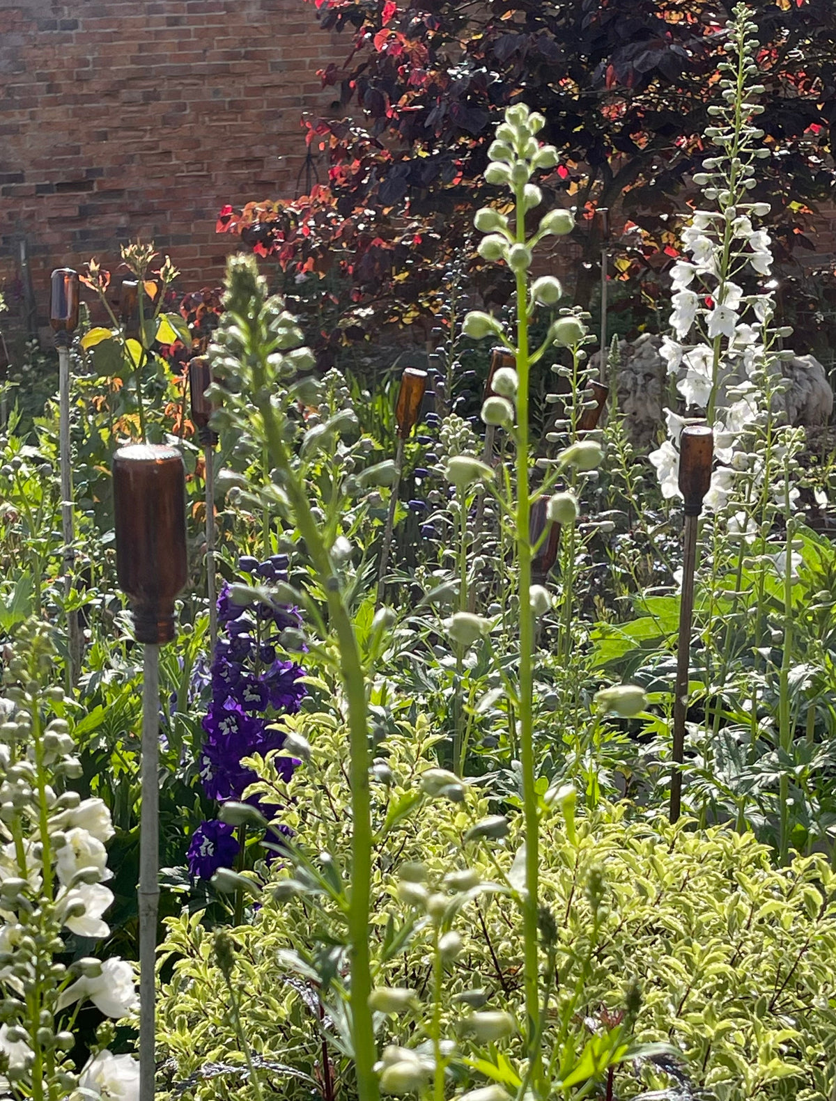 Delphinium in variety