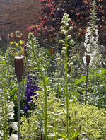Delphinium in variety
