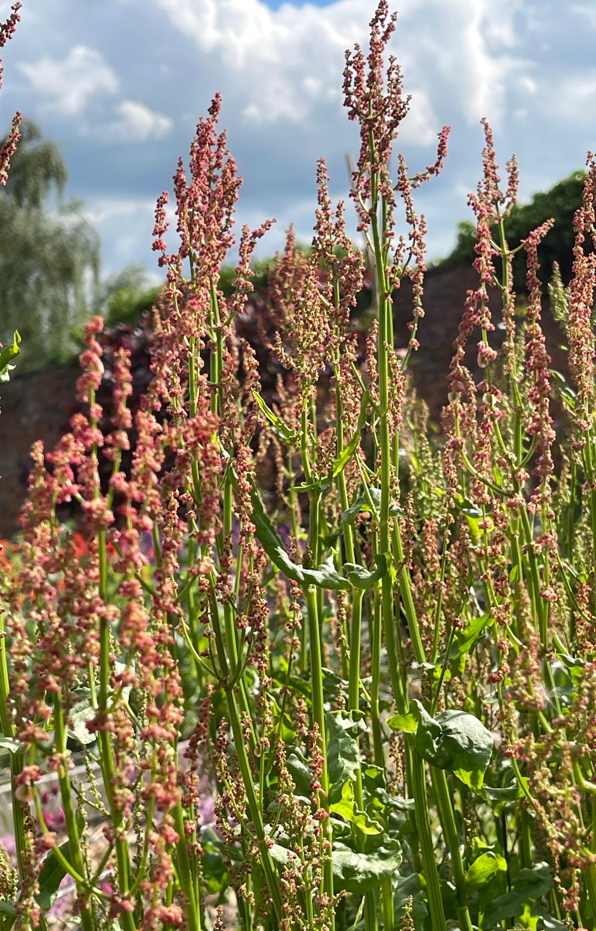 Sorrel