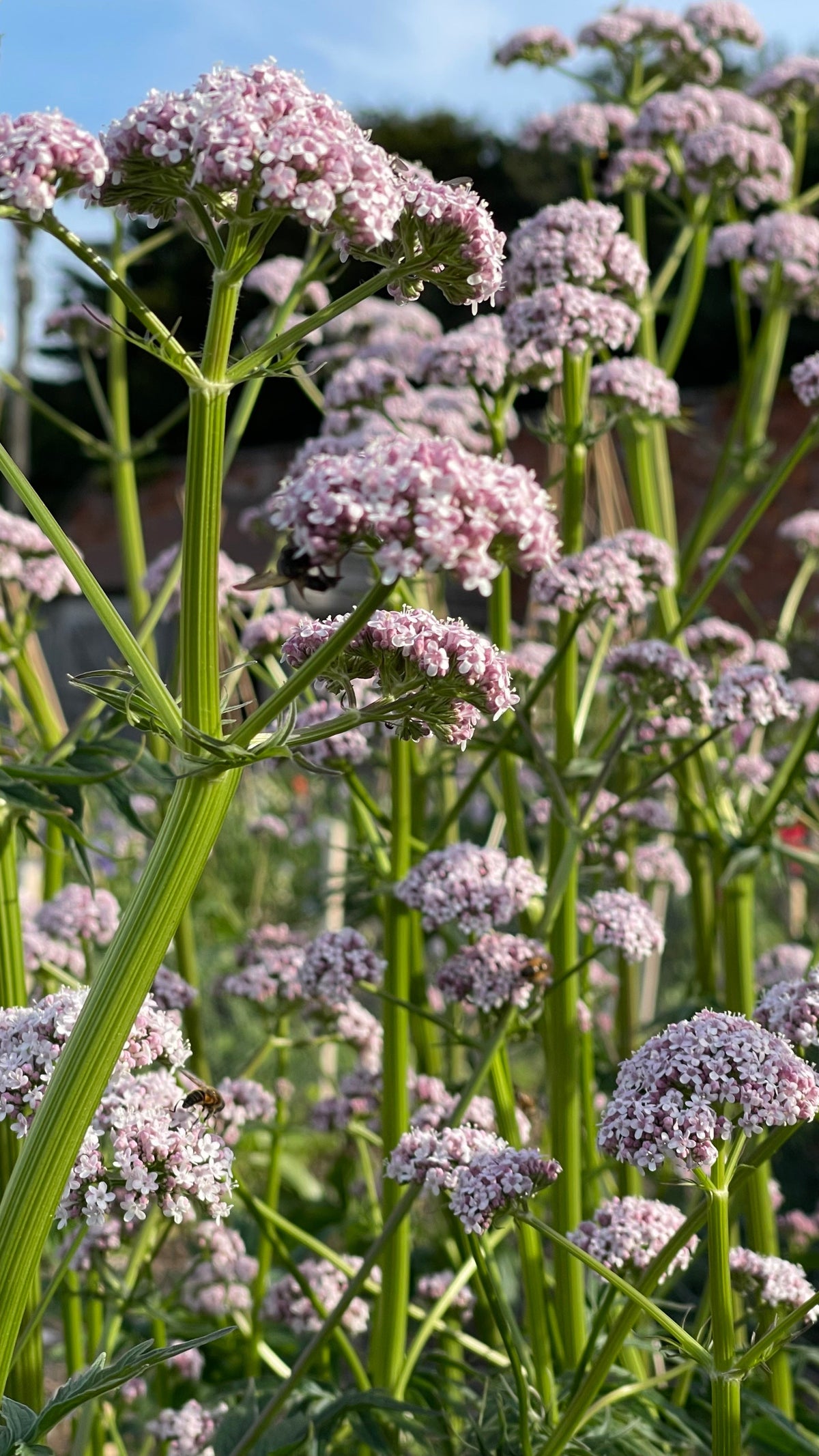 Valeriana