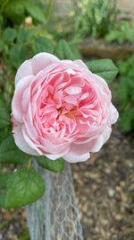 English Roses