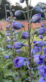 Delphinium in variety