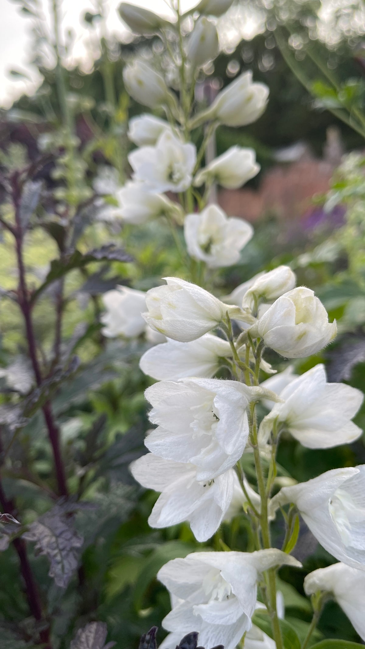 Delphinium in variety