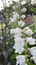 Delphinium in variety