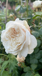 English Roses