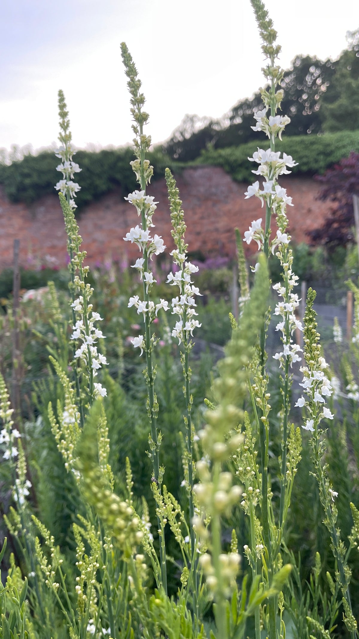 Toadflax