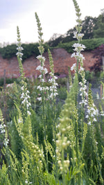 Toadflax