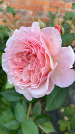English Roses
