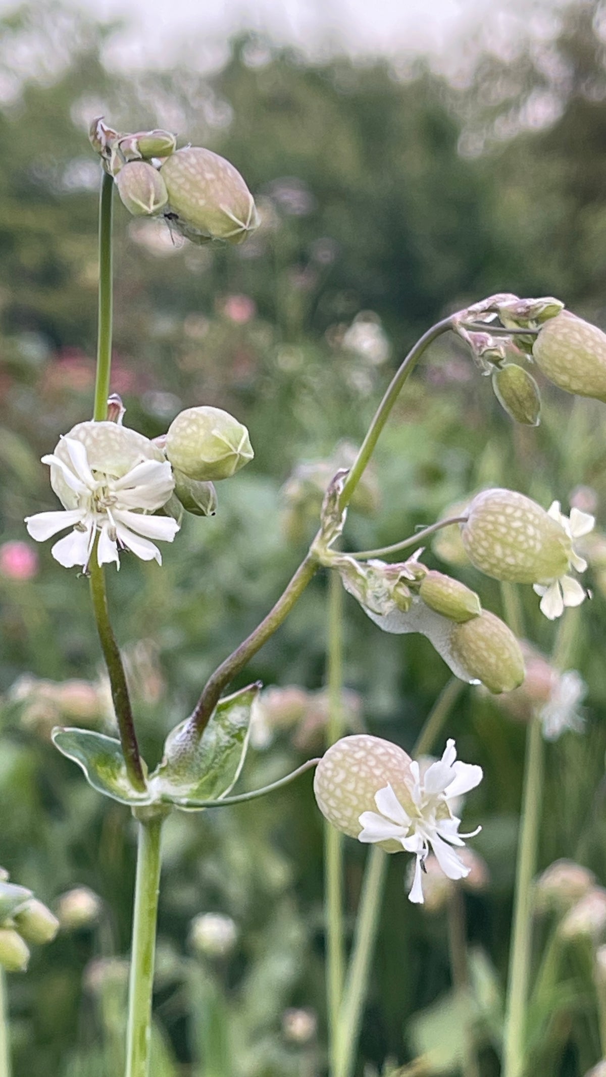 Bladder Campion