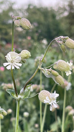 Bladder Campion