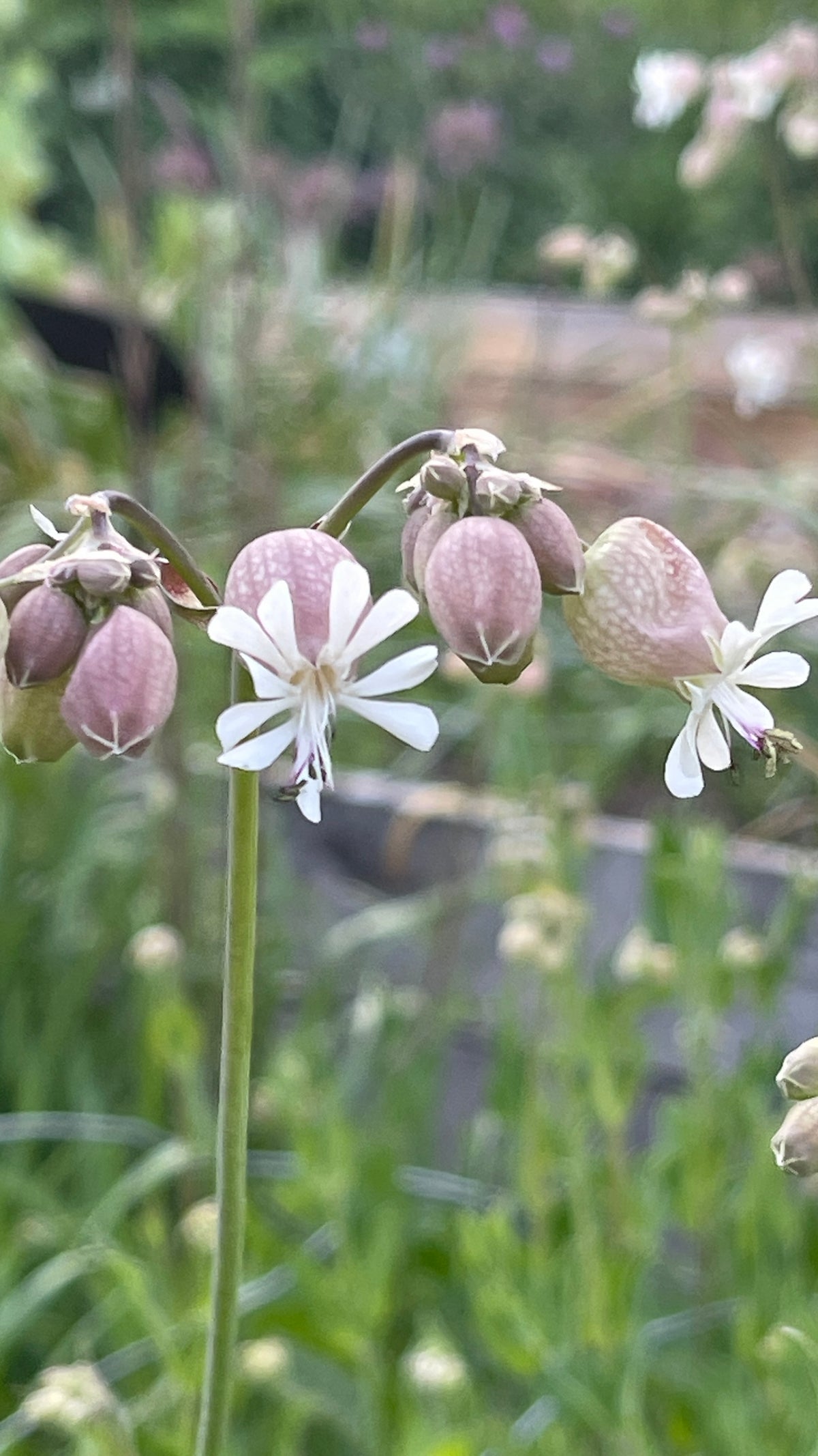 Bladder Campion
