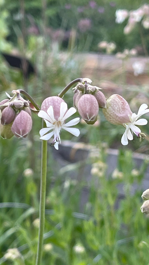Bladder Campion