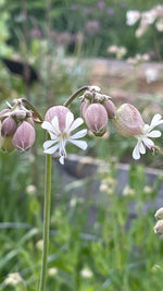 Bladder Campion
