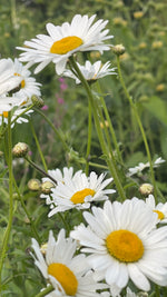 Ox-Eye Daisy