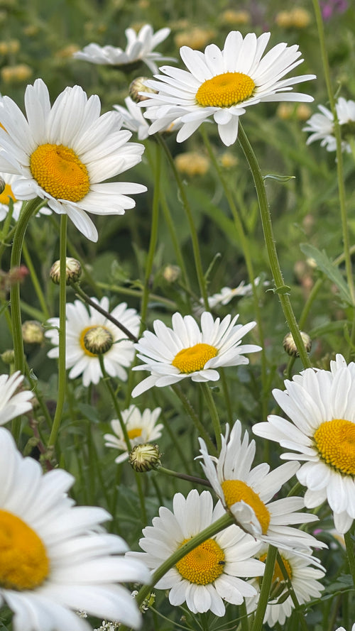 Ox-Eye Daisy