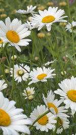 Ox-Eye Daisy