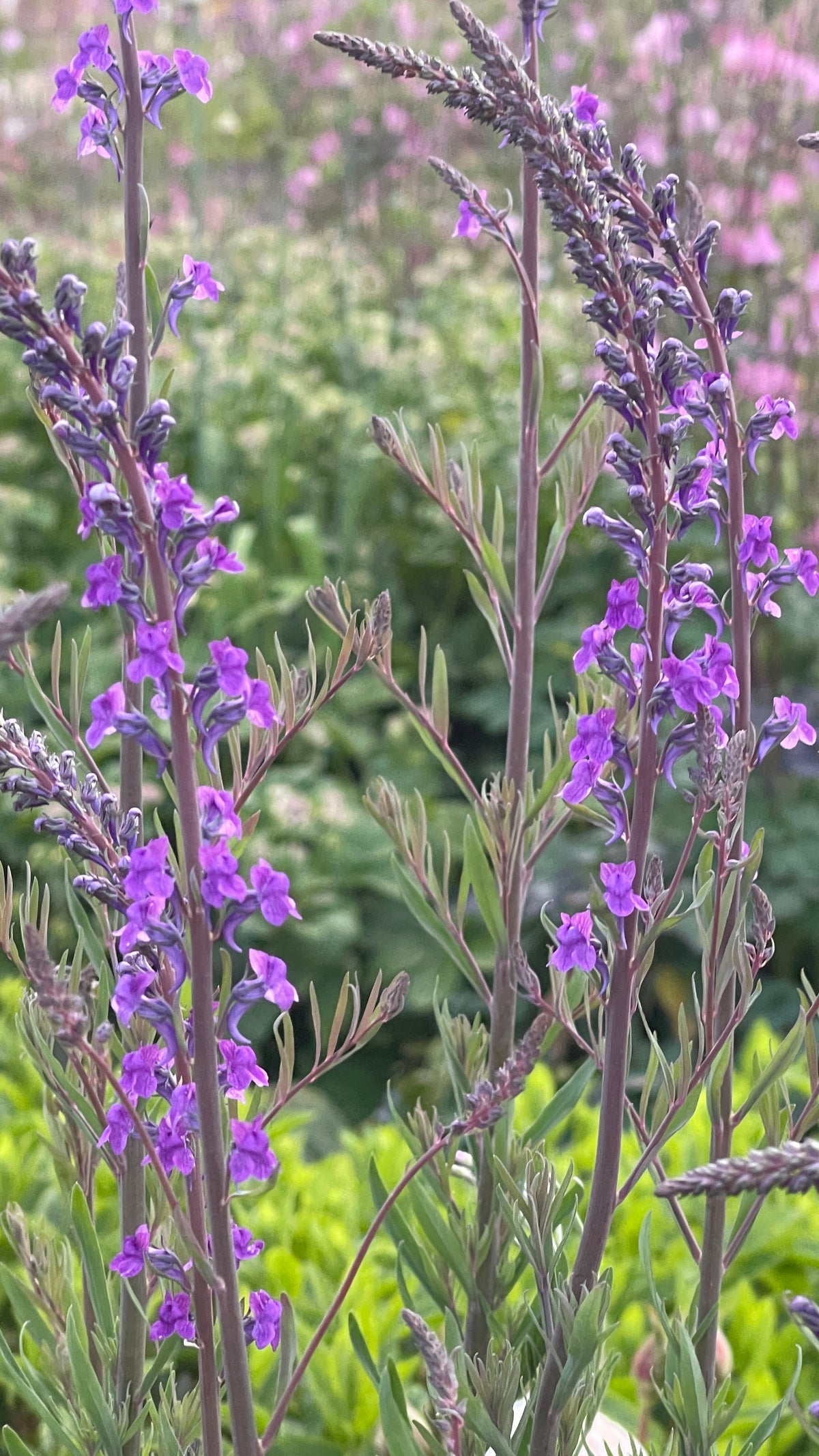 Toadflax