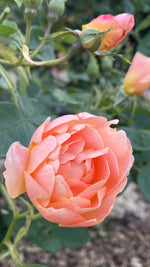 English Roses