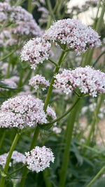 Valeriana