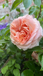 English Roses