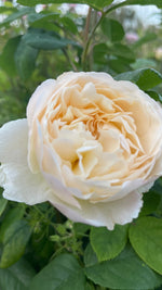 English Roses