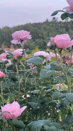 Valentine's Pick-Your-Own Voucher