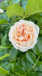 English Roses