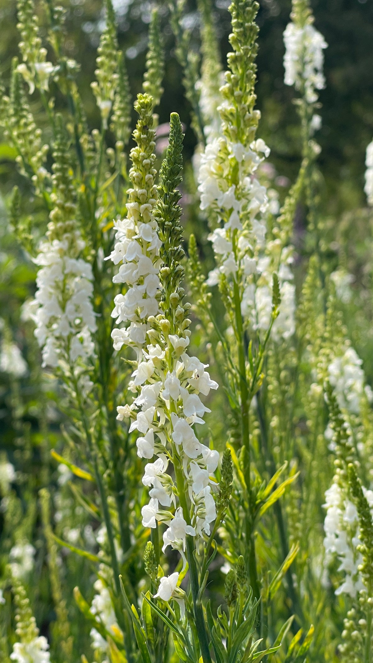 Toadflax