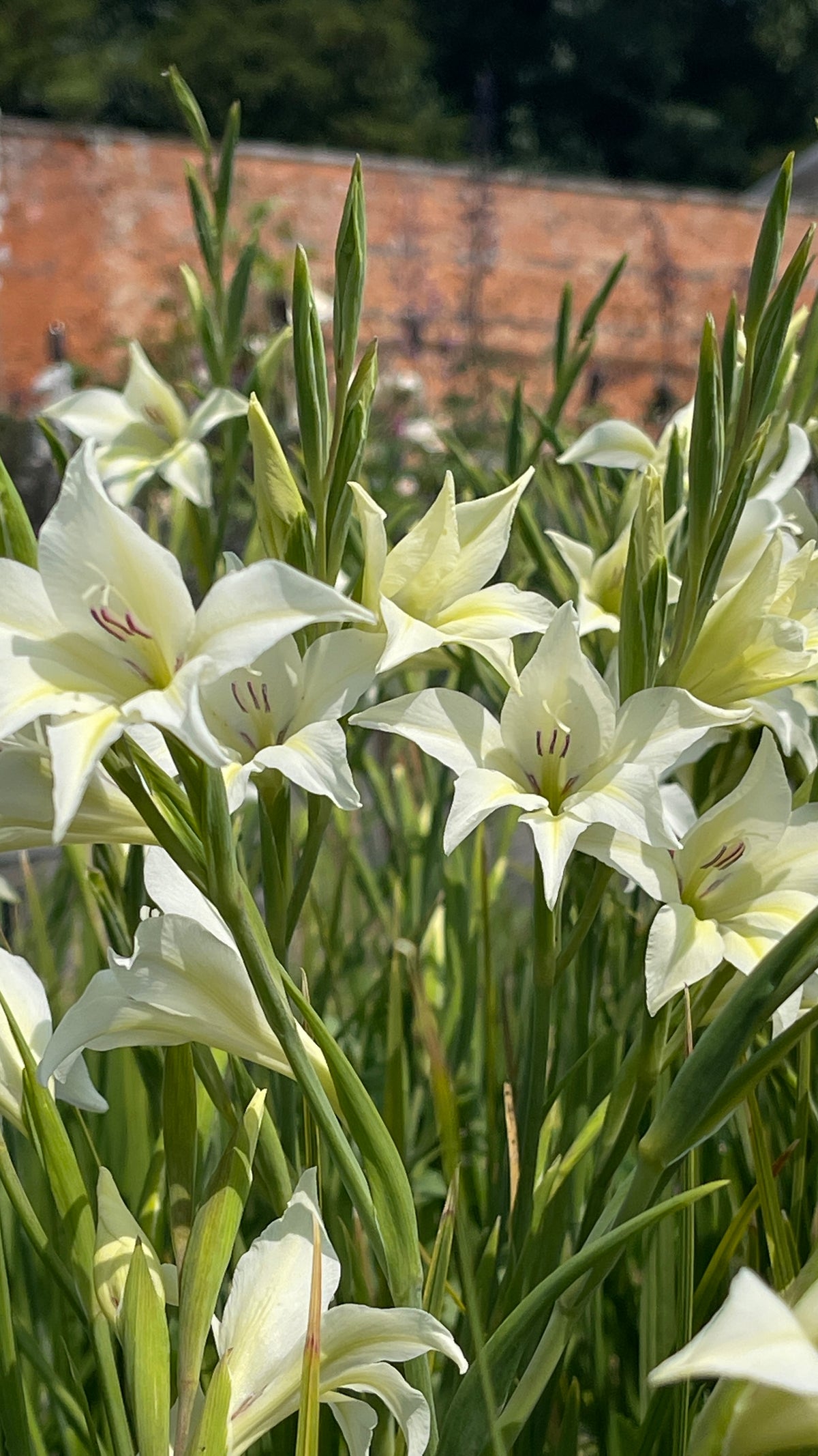 Gladiolus albus