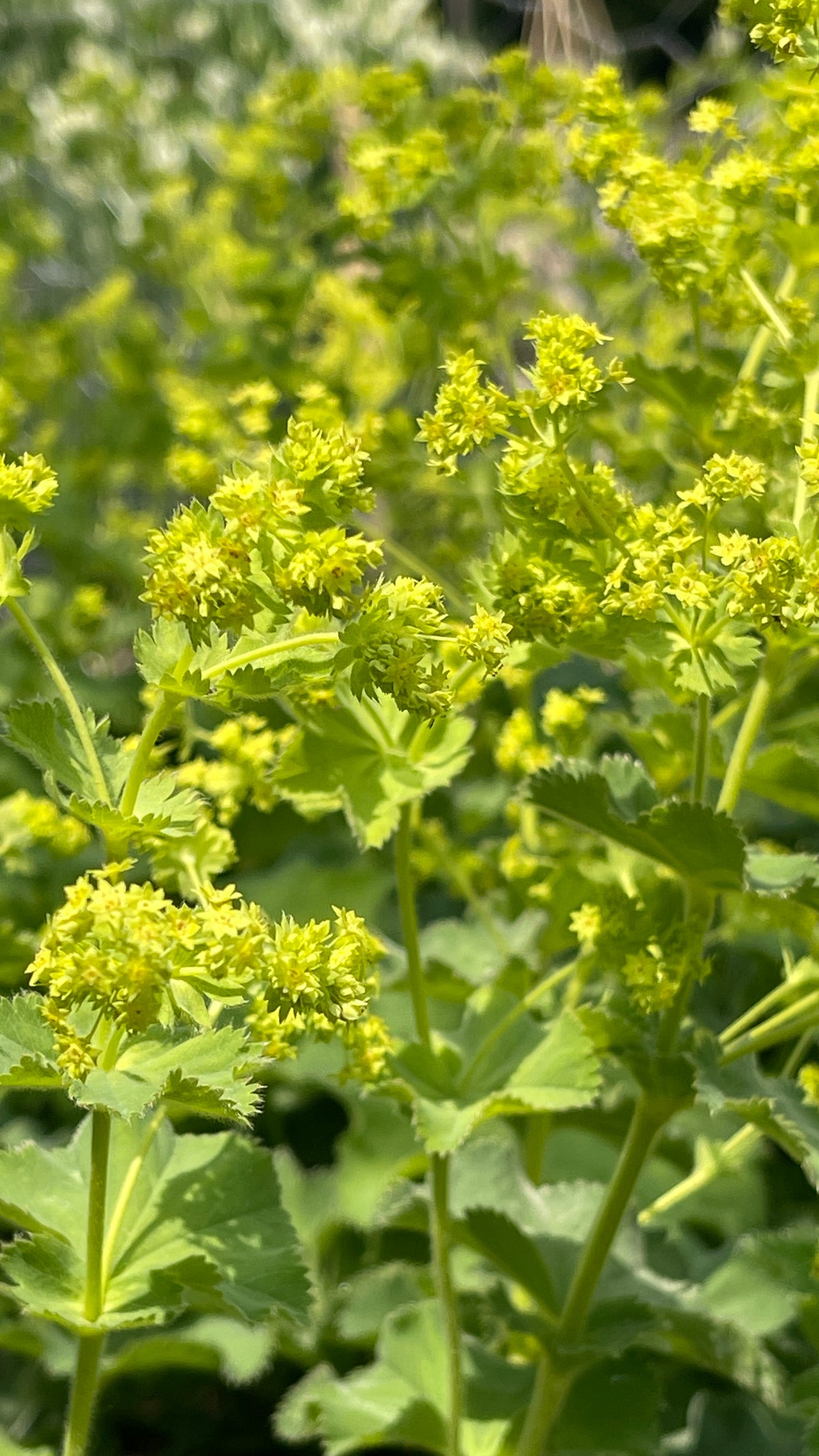 Alchemilla mollis