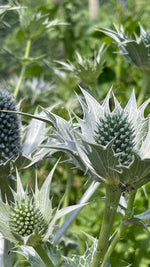 Eryngium in variety