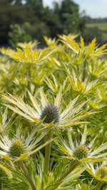 Eryngium in variety