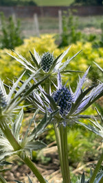 Eryngium in variety
